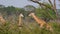 Wild African giraffes in the thickets of acacia bushes and jungles
