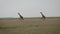 Wild African giraffes walking on the grassland plain in the savannah