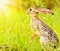 Wild african hare