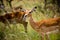 Wild African impala chewing on grass