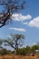 Wild african landscape, Chobe national park