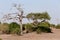 Wild african landscape, Chobe national park