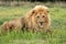 Wild african lion