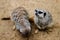 Wild African Meerkat Suricata suricatta, looking and watching