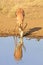 Wild african springbok