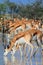 Wild african springbok antelope drinking