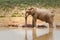 Wild african standing by the lake in national park, South Africa