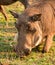 Wild African Warthog Grazing on Grass