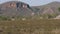 Wild African Zebras Graze On The Plain In The Dry Season In The Reserve