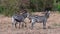 Wild African zebras walking in the savannah