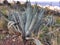 Wild agave on Tenerife