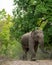 wild aggressive asian elephant or Elephas maximus indicus roadblock walking head on in summer season and natural green scenic