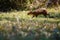 Wild agouti close up in the nature habitat