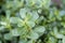 Wild Alabama Purslane - Portulaca oleracea