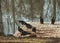Wild Alabama Turkey Vultures - Cathartes
