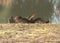 Wild Alabama Turkey Vultures - Cathartes