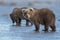 Wild Alaska Peninsula brown bear standing on a wet beach in daylight