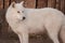 Wild alaskan tundra wolf close up. Canis lupus arctos. Polar wolf or white wolf.