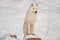 Wild alaskan tundra wolf is standing on the wooden stump. Canis lupus arctos. Polar wolf or white wolf