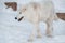 Wild alaskan tundra wolf is walking on white snow. Canis lupus arctos. Polar wolf or white wolf
