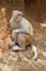 A wild albino macaque