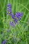 Wild alfalfa - Psoralidium tenuiflorum