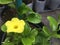 Wild allamanda on green background Bush Trumpet blooming (Allamanda neriifolia)