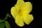 Wild Allamanda, Yellow Mandevilla, Pentalinon luteum, formerly Urechites lutea