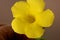 Wild Allamanda, Yellow Mandevilla, Pentalinon luteum, formerly Urechites lutea