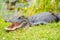 Wild alligator after emerging from pond by Florida everglades.