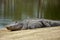 Wild alligator on golf course