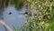 Wild alligator partially submerged from water close up