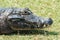 Wild alligator taking a sunbath on the grass in Pantanal, Brazi