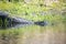 Wild Alligators in Myakka State Forest Florida