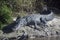 Wild Alligators in Myakka State Forest Florida