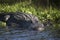 Wild Alligators in Myakka State Forest Florida
