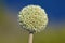 Wild allium flower head on blurred background