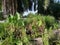 Wild alocasia elephant ear leaf plant