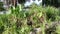 Wild alocasia elephant ear leafy plant