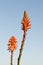 Wild aloe flowers