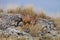 Wild aloe plant in the rocky African landscape