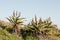 Wild aloe plants on a hill