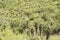 Wild Aloe plants on the slope of a mountain