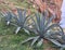 Wild aloe at seashore