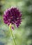 Wild alpine flowers