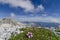 Wild alpine flowers blooming high at the mountain top