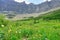 Wild alpine flowers on the Glacier National Park landscape