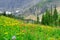 Wild alpine flowers on the Glacier National Park landscape