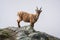 Wild Alpine ibex steinbock female or bouquetin looking at the camera at Gornergrat summit above clouds in Swiss Alps Switzerland