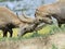 Wild alpine ibex - steinbock fight